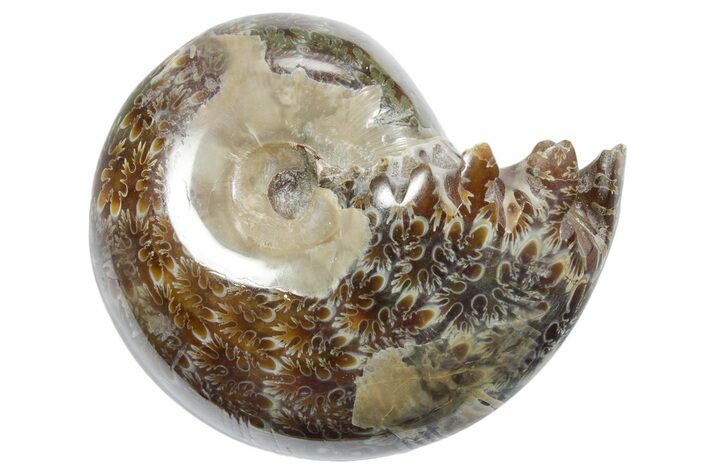 Polished Ammonite (Phylloceras) Fossil - Madagascar #349806